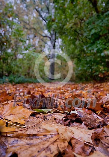 Leaves on the ground Leaves on the ground