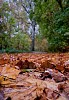 Leaves on the ground