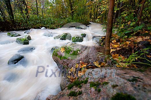 Flowing river in the forest