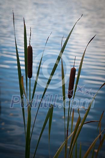 Cattails by the water