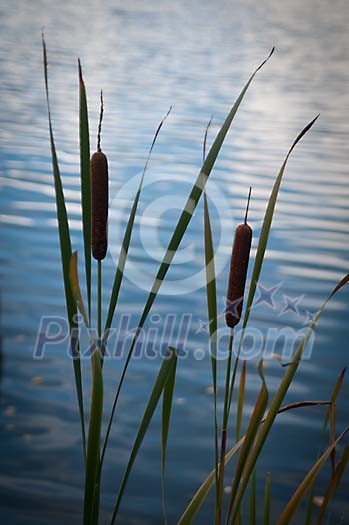 Cattails by the water Cattails by the water