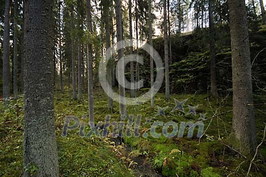 Ferns under the trees