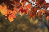 Sun shining on thr red maple leaves