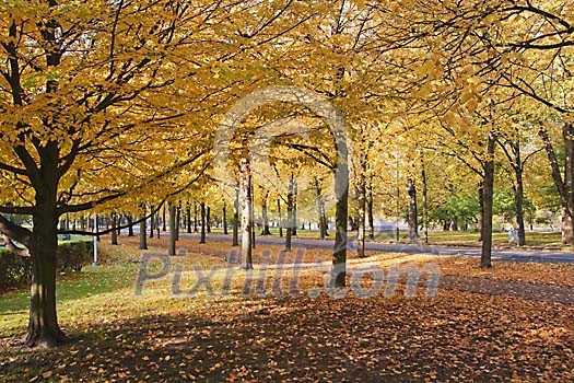 Trees in the park in autumn Trees in the park in autumn