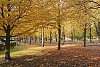 Trees in the park in autumn