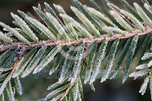 Frosty fir branch closeup