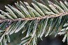 Frosty fir branch closeup