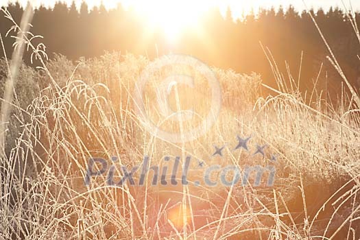 Sun shining on the frosty meadow