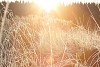 Sun shining on the frosty meadow