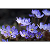 Blooming hepatica background