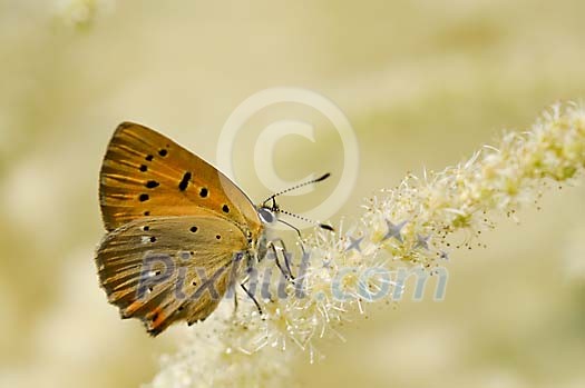Butterfly climbing on a plant