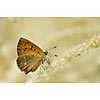 Butterfly climbing on a plant