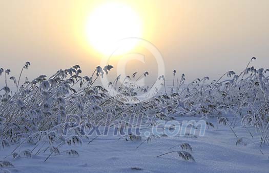 Winter sun over tthe snowy field