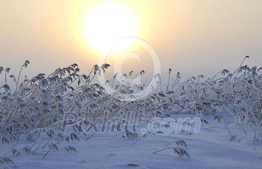 Winter sun over tthe snowy field Winter sun over tthe snowy field