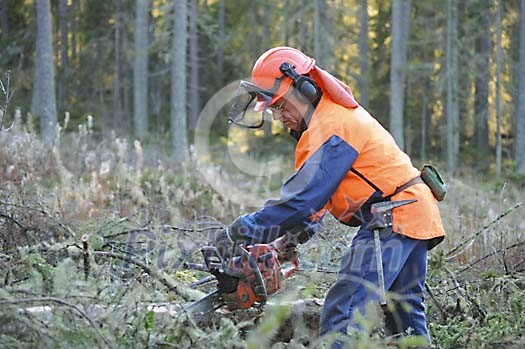 Lumberjack working in the forest