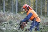 Lumberjack working in the forest