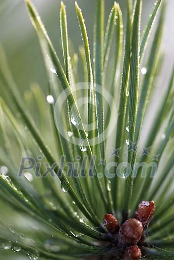 Closeup of a pine needles with waterdrops Closeup of a pine needles with waterdrops