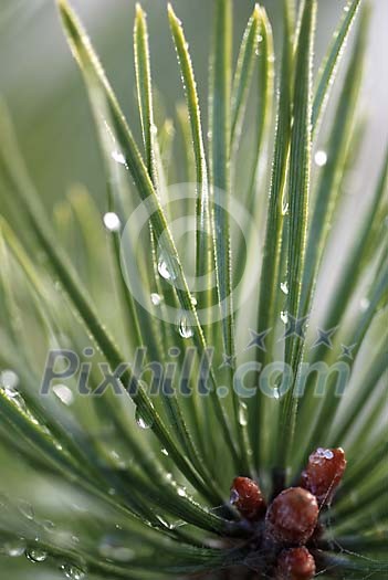 Closeup of a pine needles with waterdrops