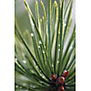 Closeup of a pine needles with waterdrops