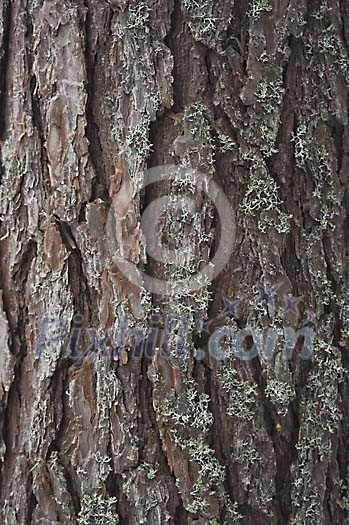 Pine tree bark background Pine tree bark background
