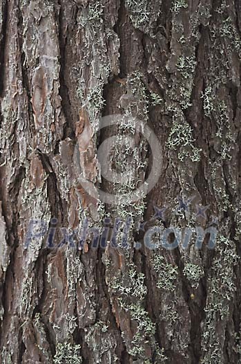 Pine tree bark background