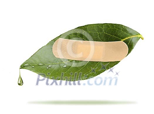 A green leaf with a sticking plaster A green leaf with a sticking plaster