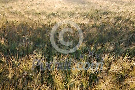 Background of ryefield Background of ryefield