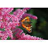 Butterfly resting on a pink plant