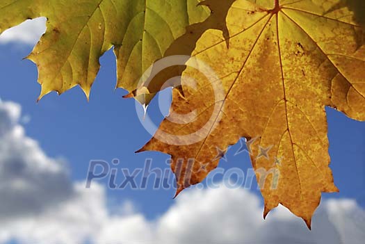 Maple leaves on a sky background