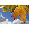 Maple leaves on a sky background