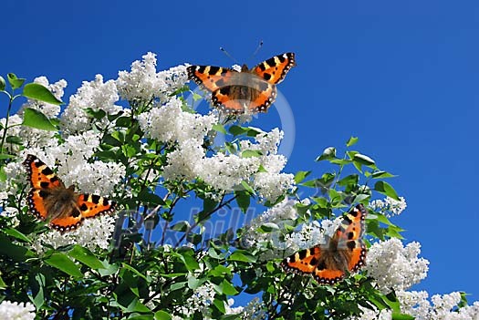 White flowers and butterflys resting on them White flowers and butterflys resting on them
