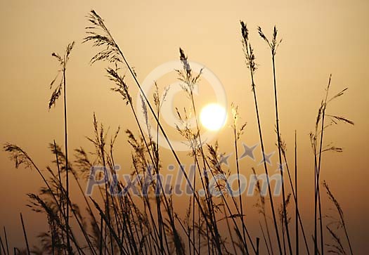 Sunset through the straws