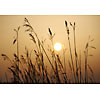 Sunset through the straws