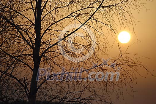 Sunset through the tree branches Sunset through the tree branches