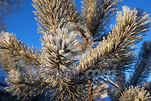Pine branch covered with frost and snow