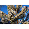 Pine branch covered with frost and snow