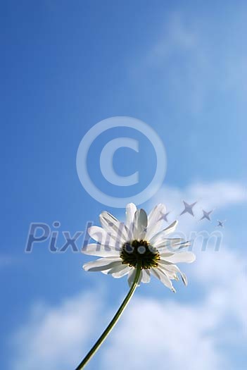 Single daisy on a sunny day