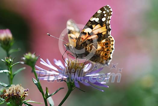 Butterfly on a flower Butterfly on a flower