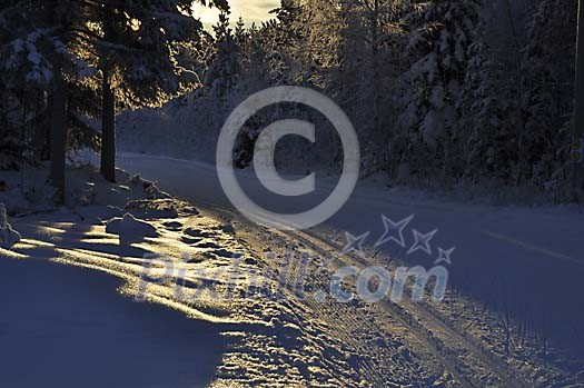 Winter forest road