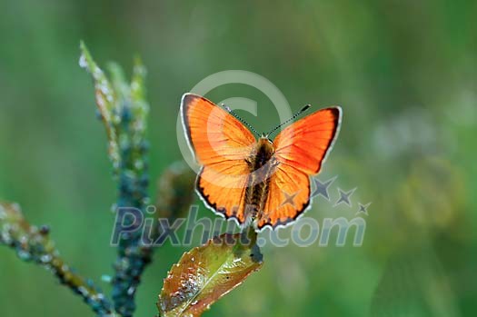 Bright orange butterfly on a leaf