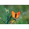 Bright orange butterfly on a leaf