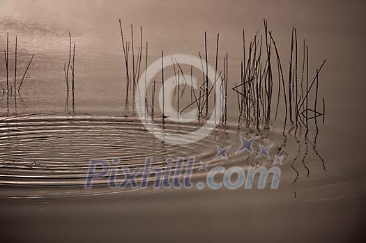 Calm water with a round small wave Calm water with a round small wave