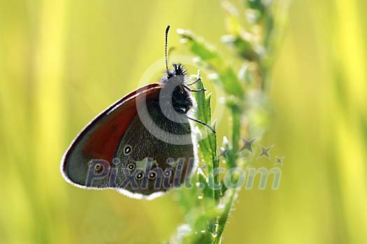 Butterfly resting wings Butterfly resting wings