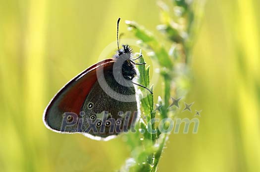 Butterfly resting wings