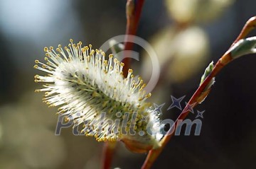 Closeup of a catkin Closeup of a catkin