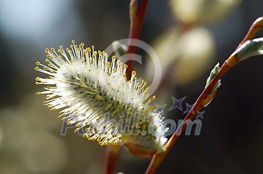 Closeup of a catkin