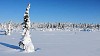 Lone tree and track in snow