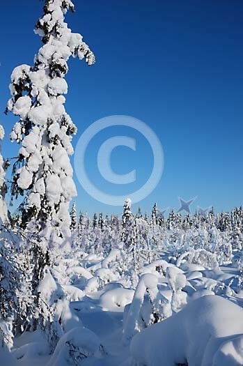 Heavy snow on the trees