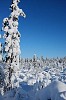 Heavy snow on the trees