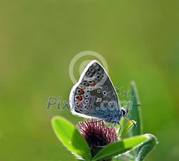 Blue butterfly on the green plant